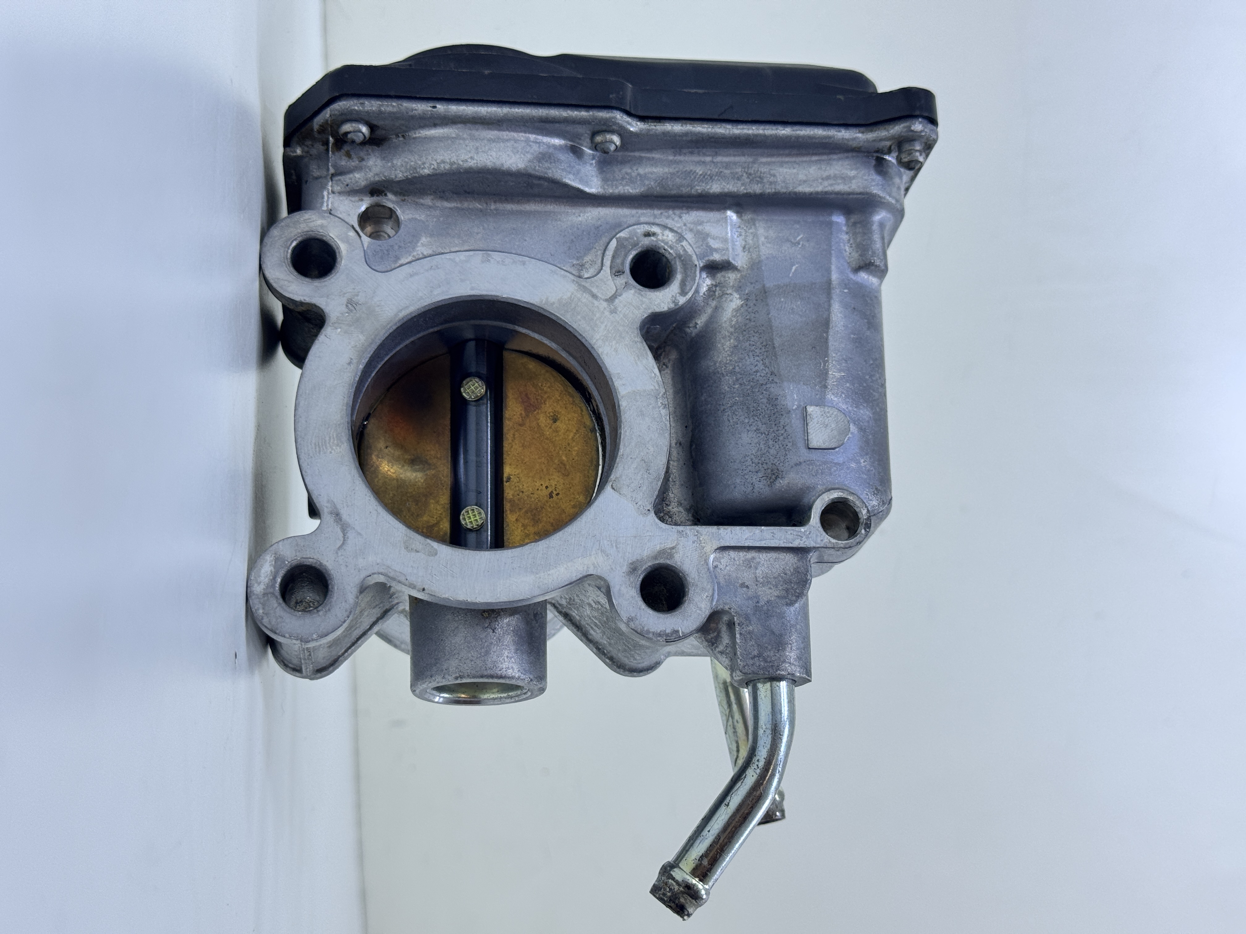 MN149259 Gaz Kelebeği gerçek ürün fotoğrafı