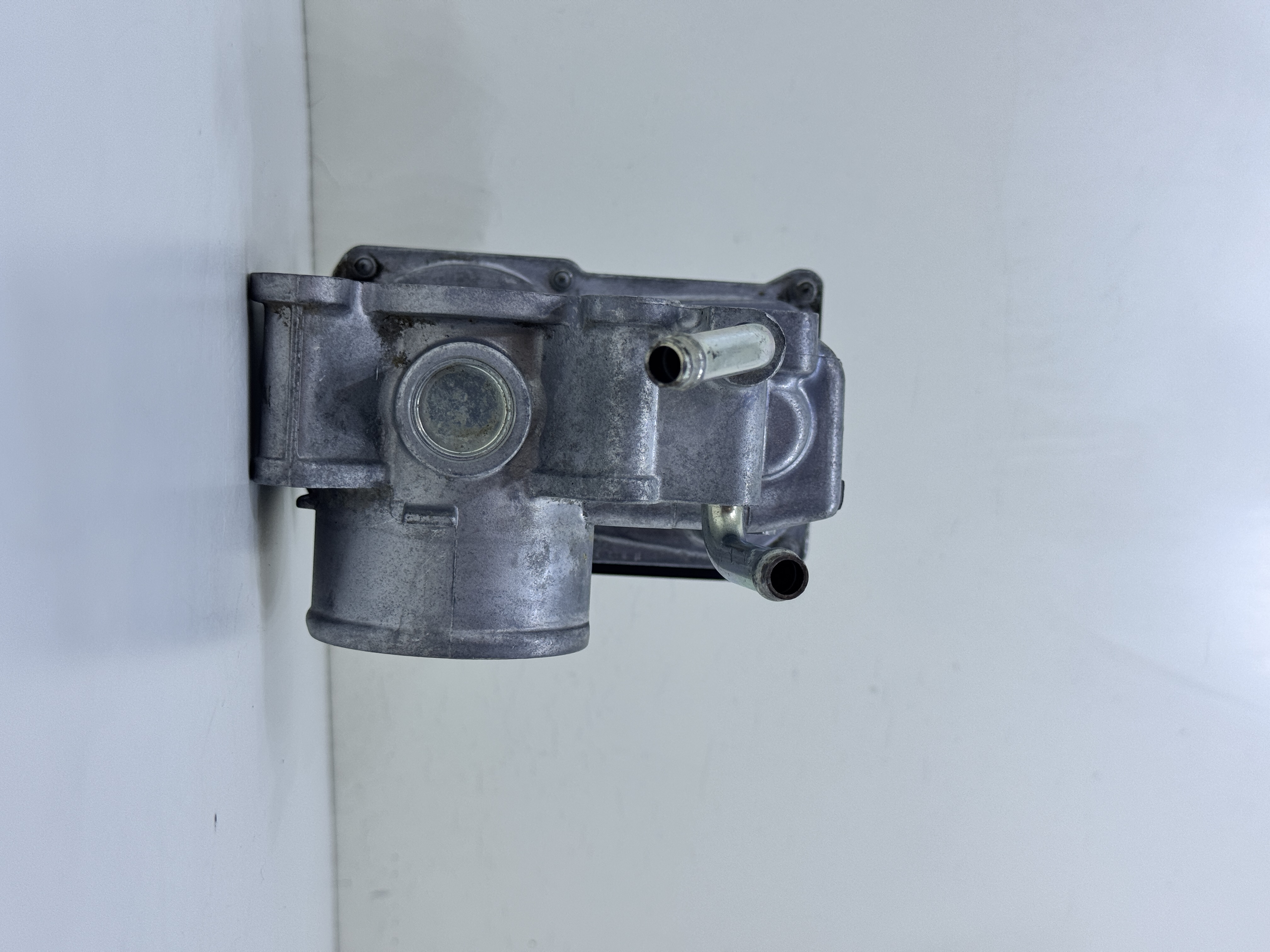 MN149259 Gaz Kelebeği gerçek ürün fotoğrafı